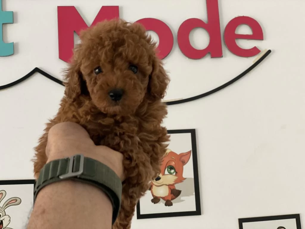 Ankaranın En Güzel Toy Poodle Yavruları Petmode Den