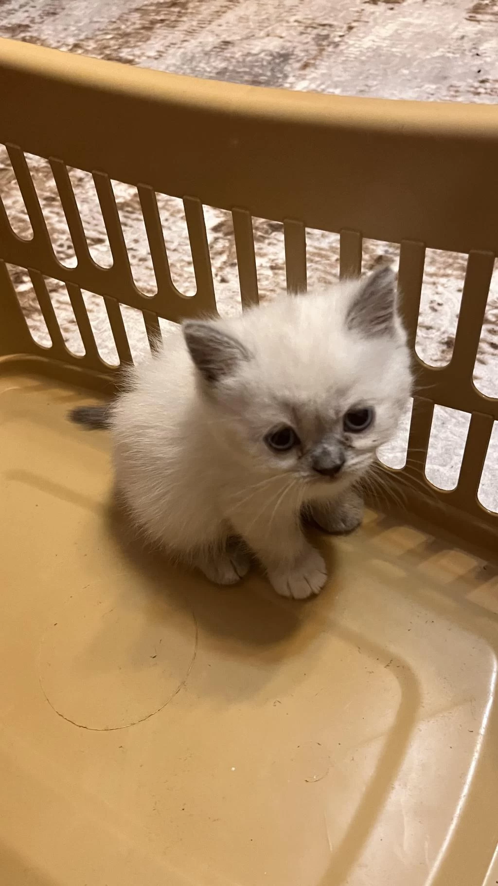 British Shorthair Ve Longhair