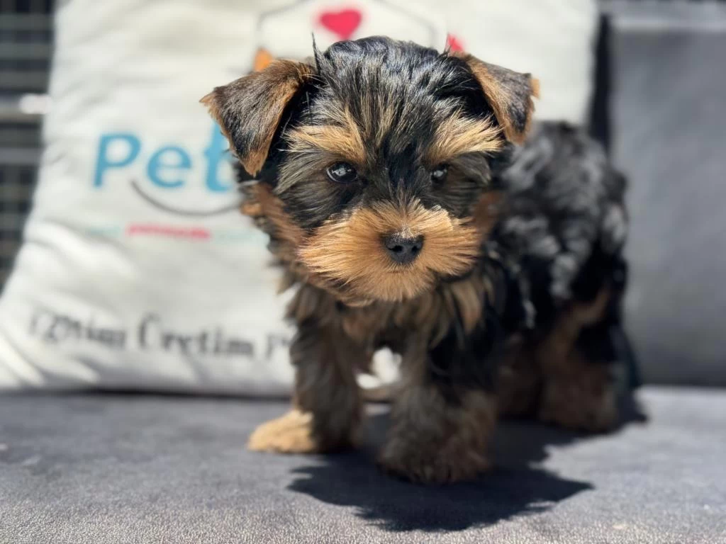 Petmode Köpek Çiftliğinden Tea Cup Yorkshire
