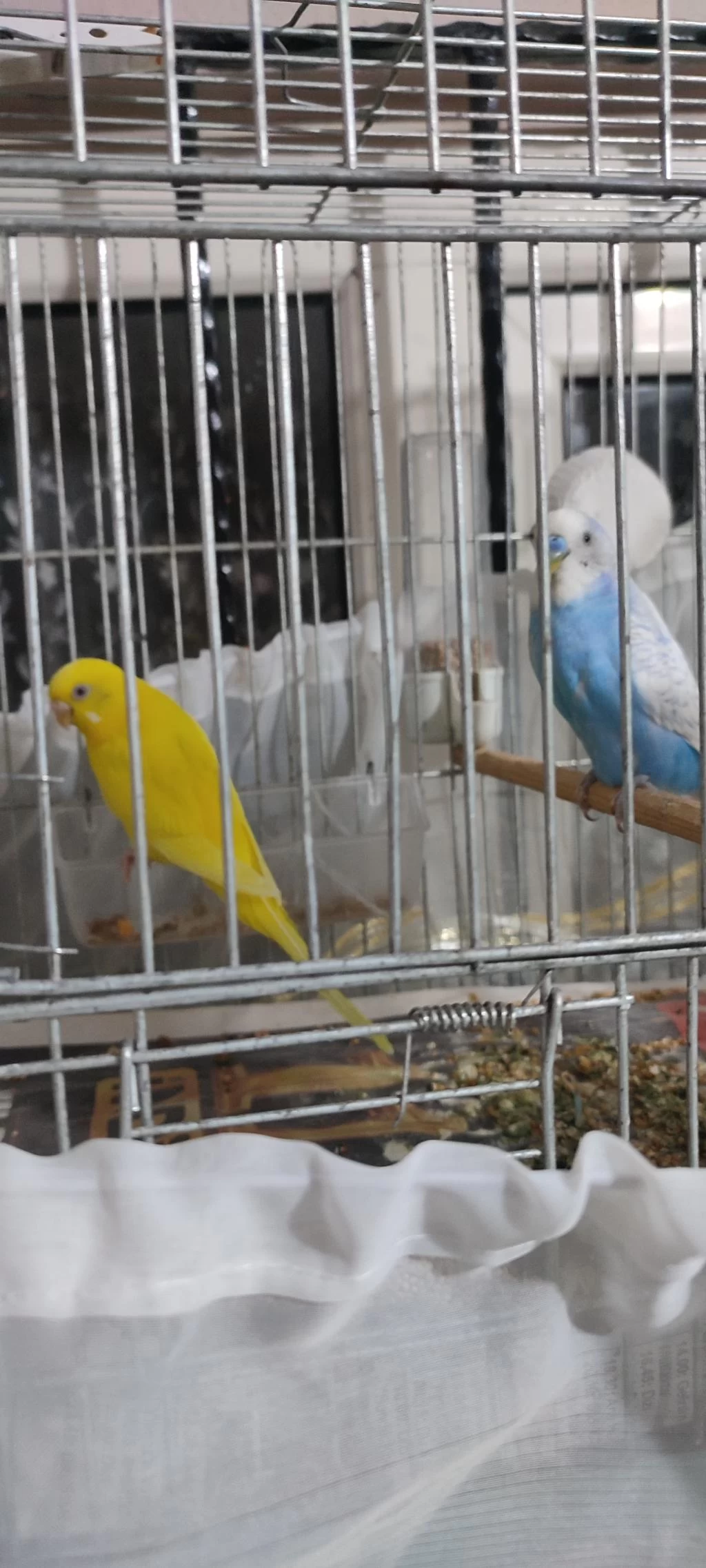 Muhabbet Kuşu Çift Yavrulu