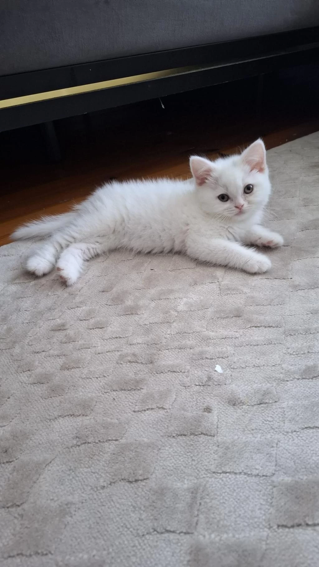 Yeni Yuvasına Hazır Yavru British Shorthair