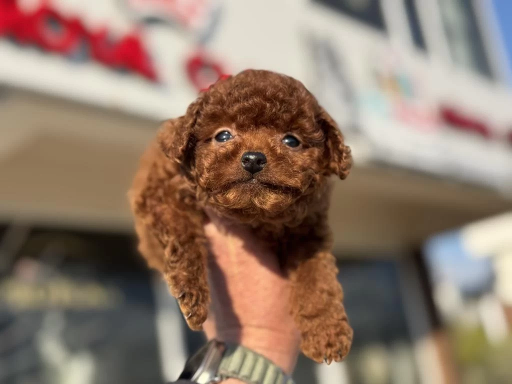 Petmode Köpek Çiftliğinde Ziyarete Açık Tea Cup Poodle