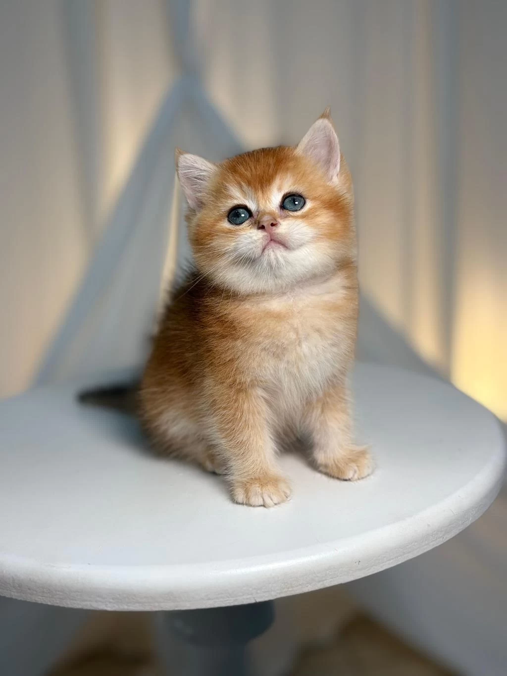 Golden British Shorthair