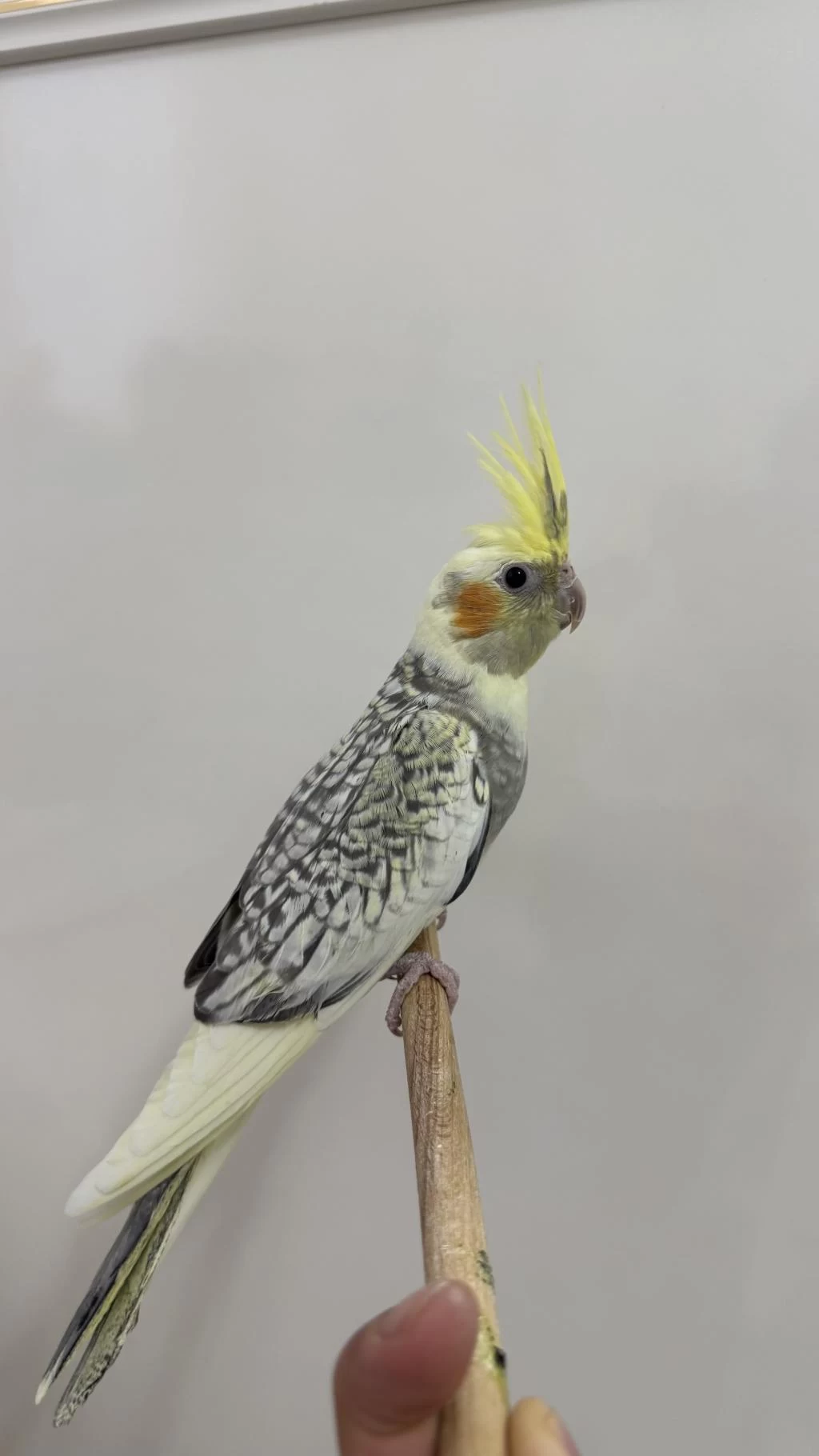 Sultan Papağanları Sahiplendirilecek