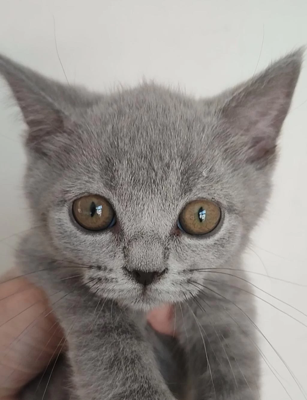 Safkan Üretim British Shorthair