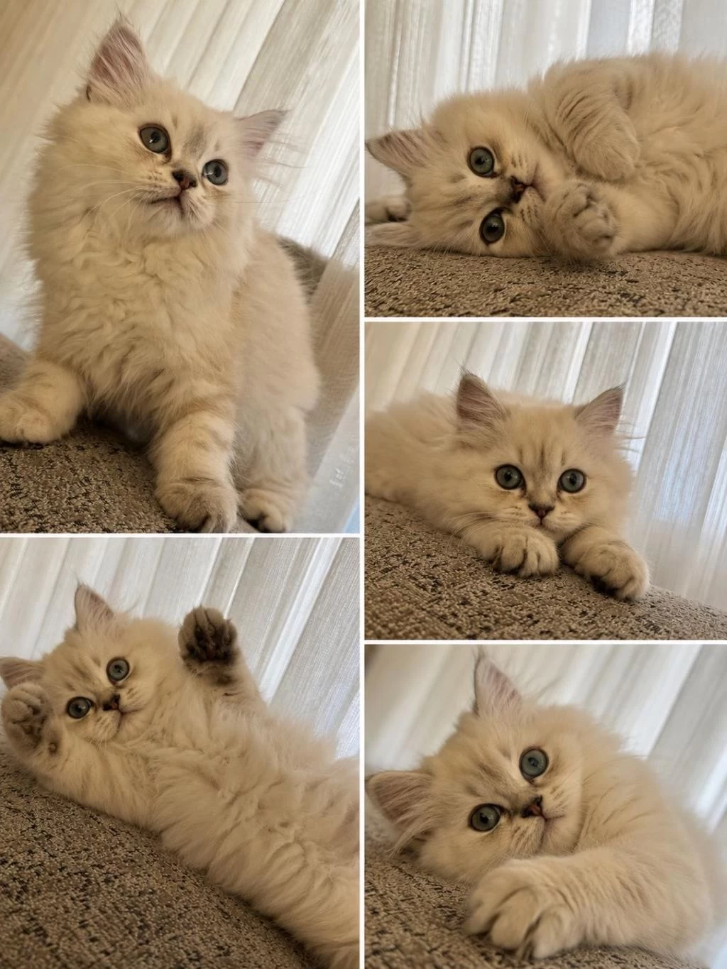 3 Aylık Erkek British Longhair Yavru