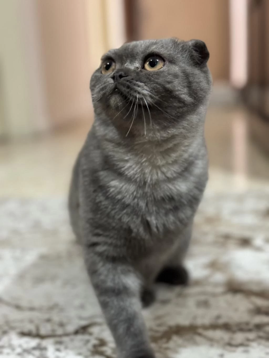 7 Aylık Scottish Fold Kedimiz Sahiplendirilecek