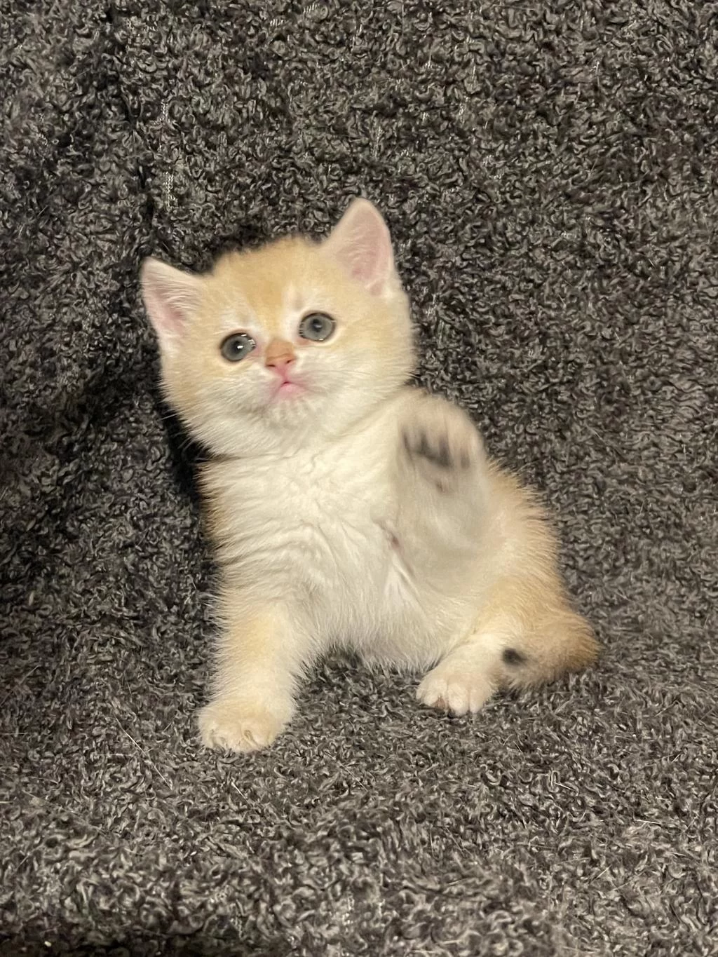 Anne Baba Şecereli Golden Ny12 Safkan British Shorthair