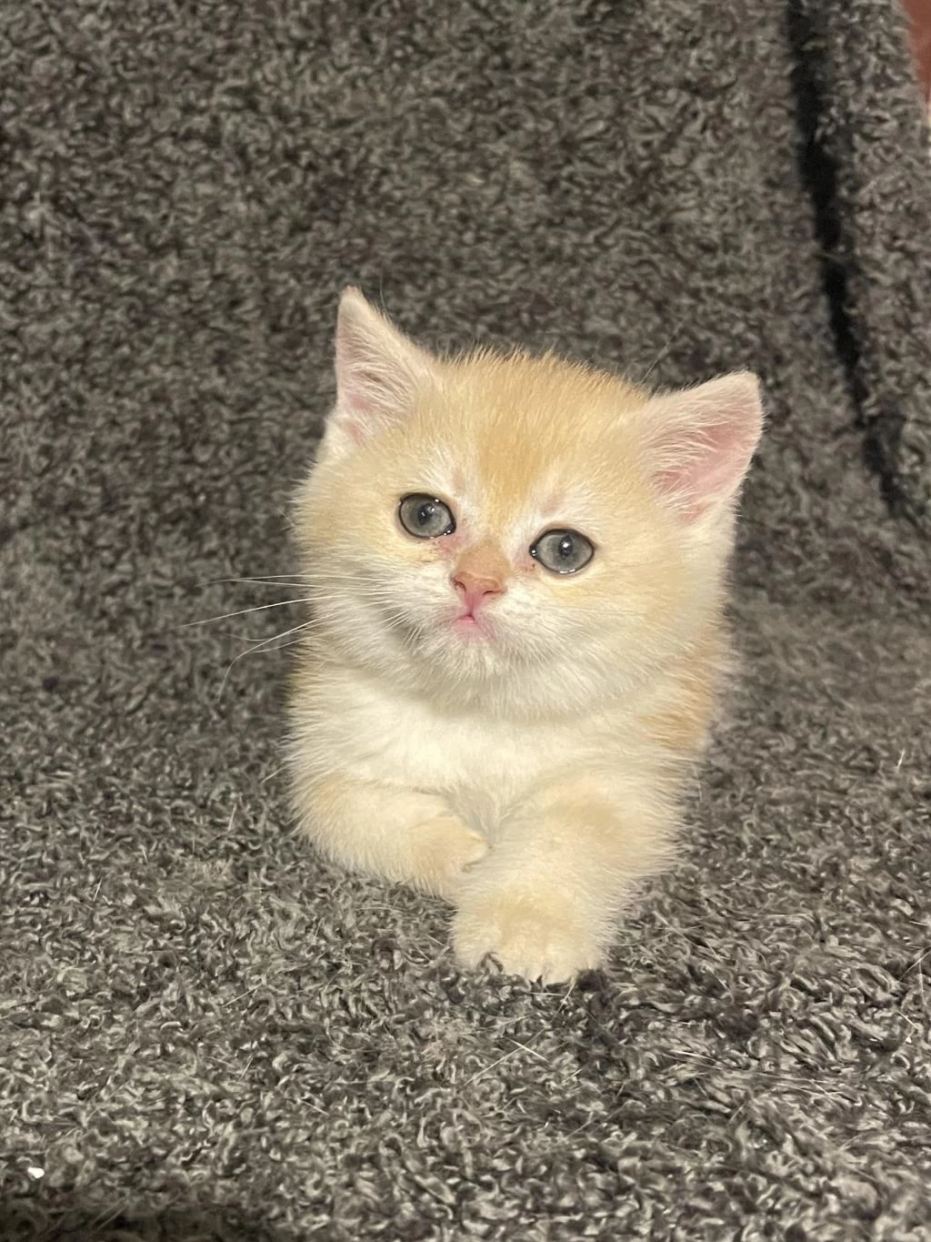 Anne Baba Şecereli Golden Ny12 Safkan British Shorthair
