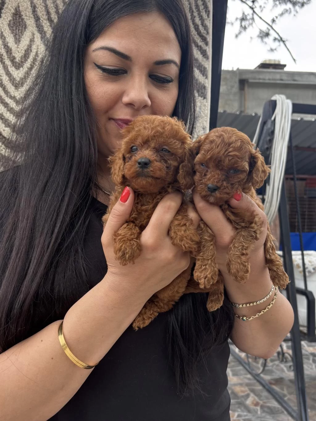 Red Brown Toy Poodle Yavrularım