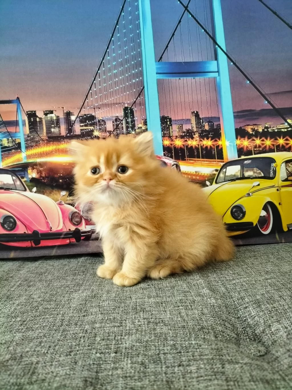 British Longhair Red Erkek