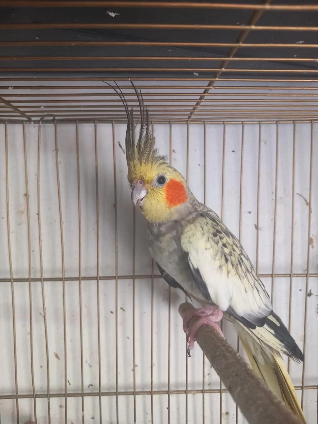 Sultan Papağanı 3 Aylık