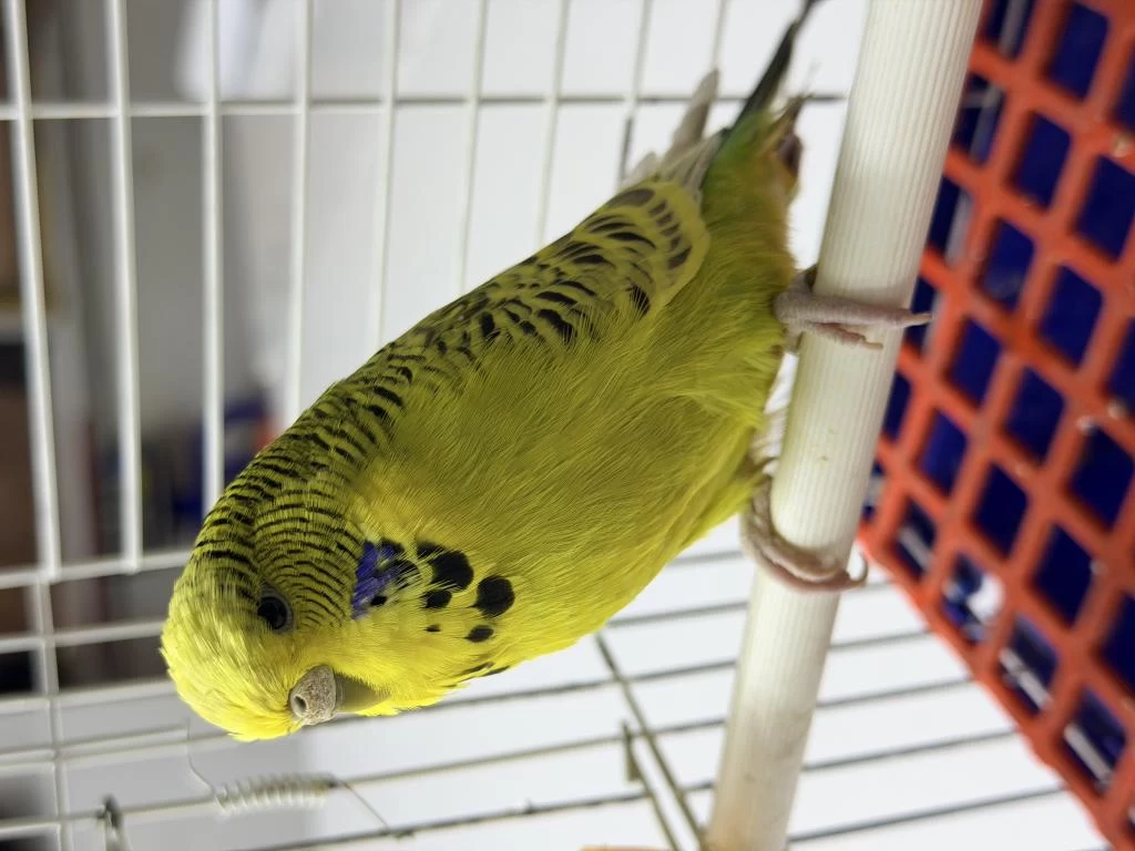 Jumbo Dişi Muhabbet Kuşu