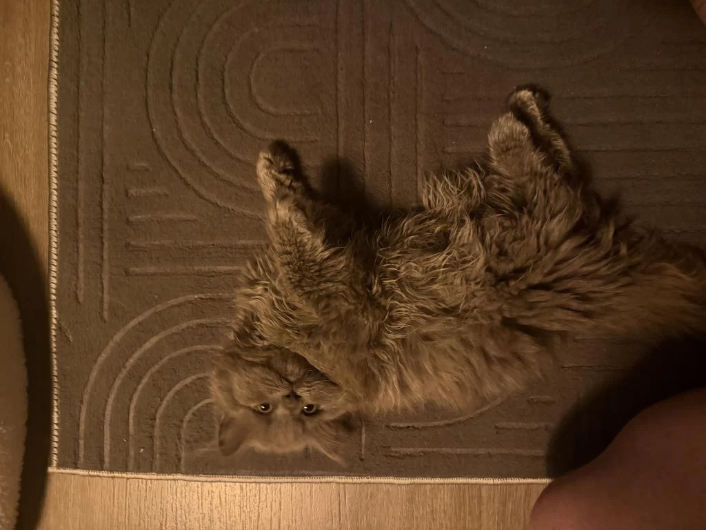 2 Aylık British Longhair