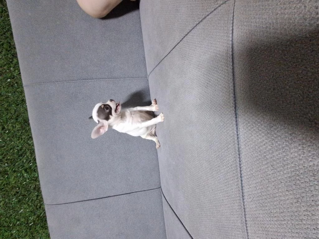 İrk Garantili Chihuahua Bebeklerim