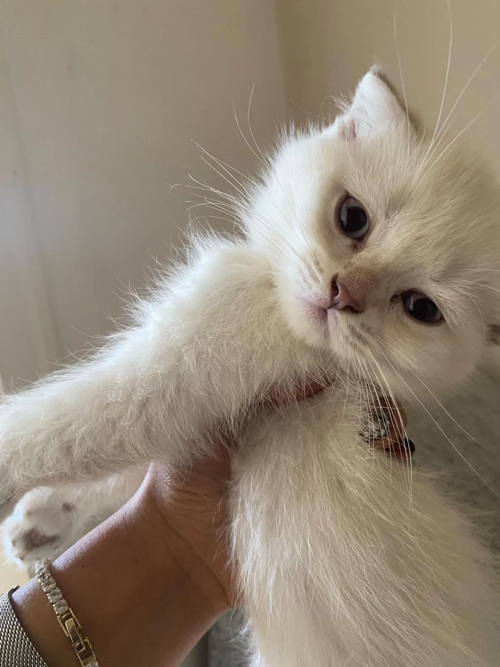 2 Aylık Scottish Fold Bebekler