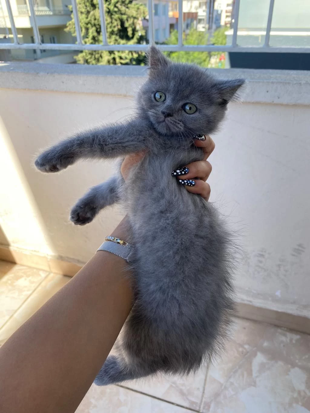 2 Aylık British Shorthair Bebekler