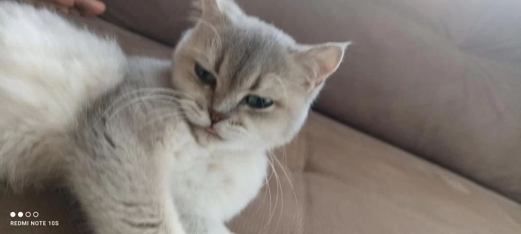 British Shorthair Yetişkin Dişi
