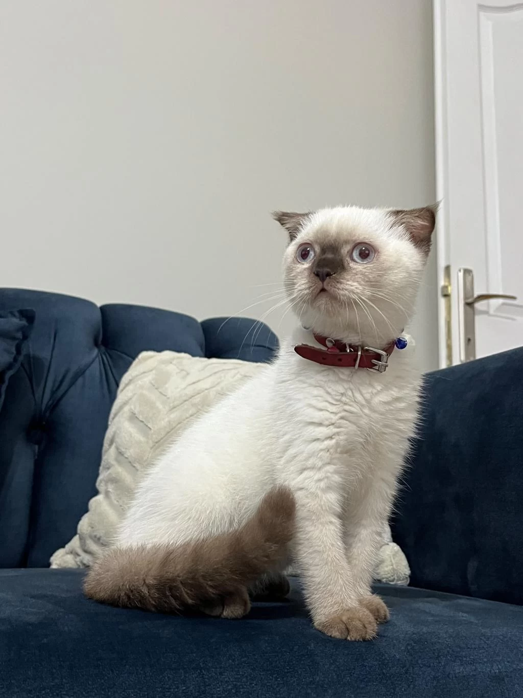 Scottish Fold Çikolata Point