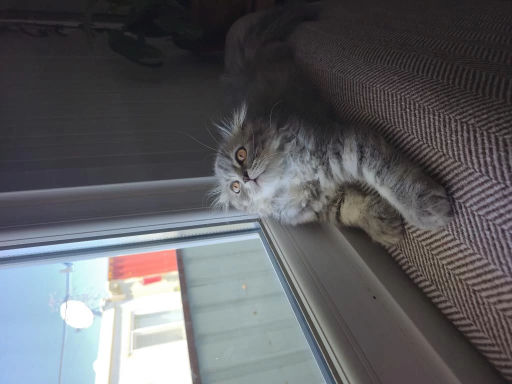 Sahiplendirilecek 3 Aylık Scottish Fold