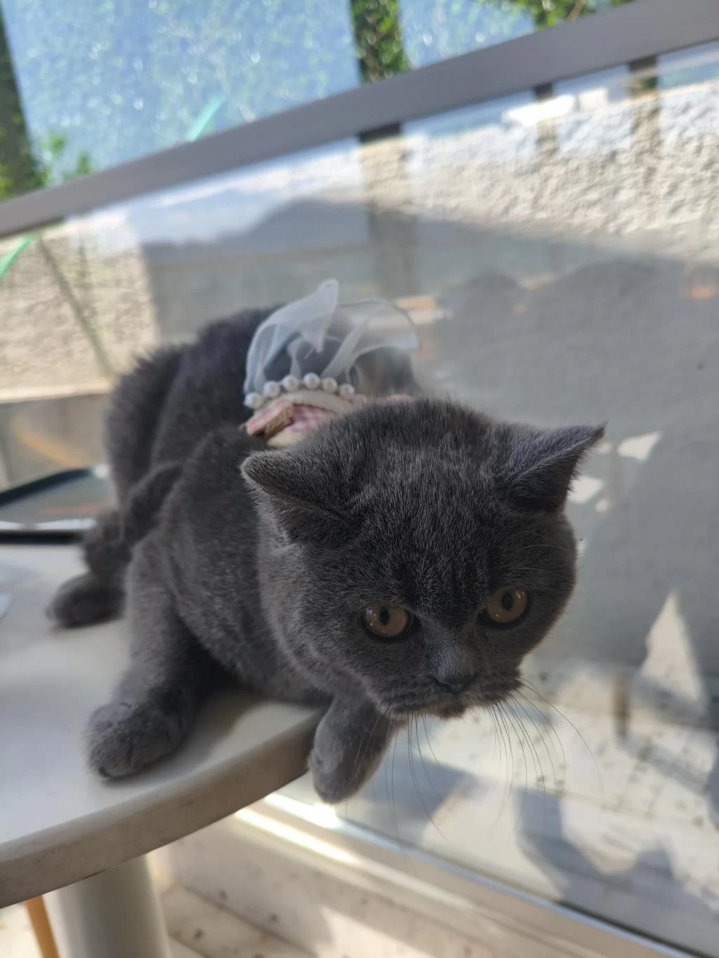 British Shorthair 10 Aylık