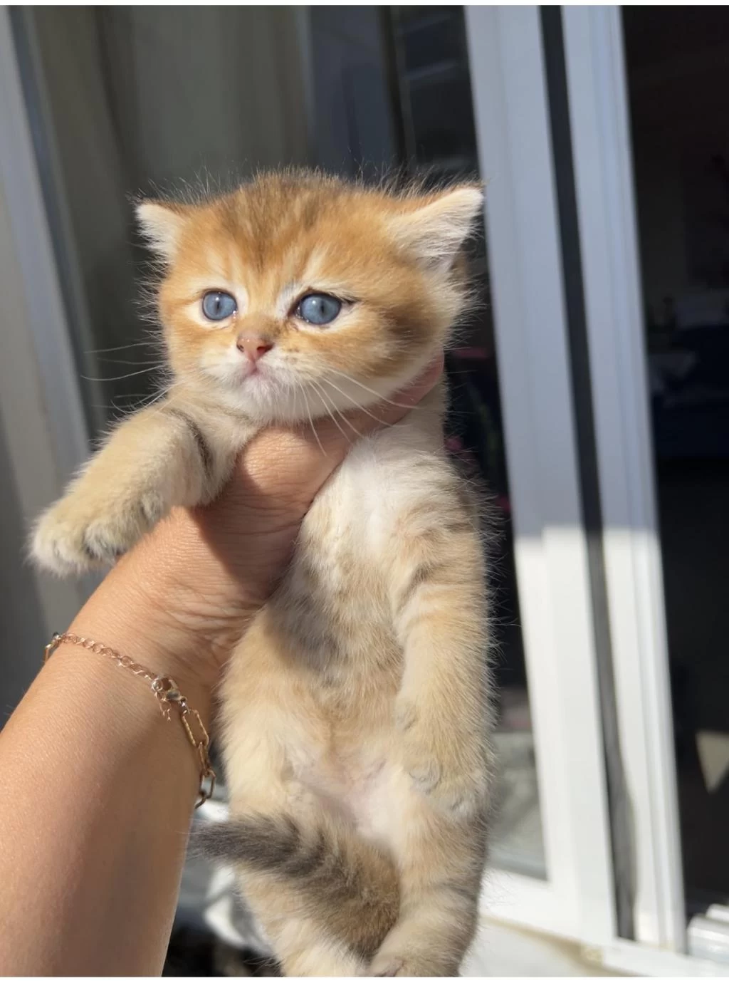 Golden Erkek Bebek Kedim Teslime Hazır