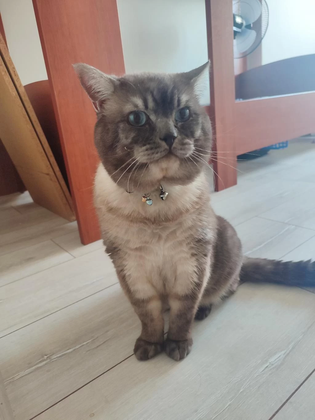 British Shorthair 2 Yaşında Erkek