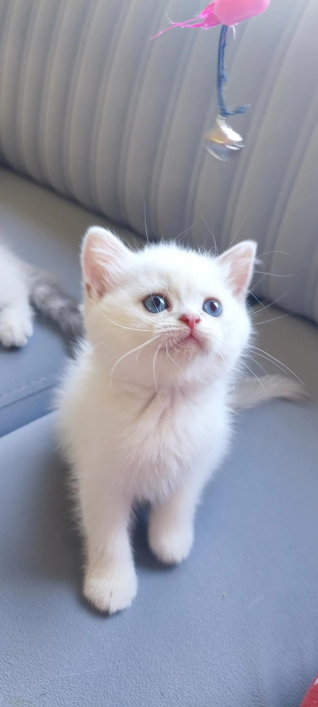 British Shorthair Yavrularımız