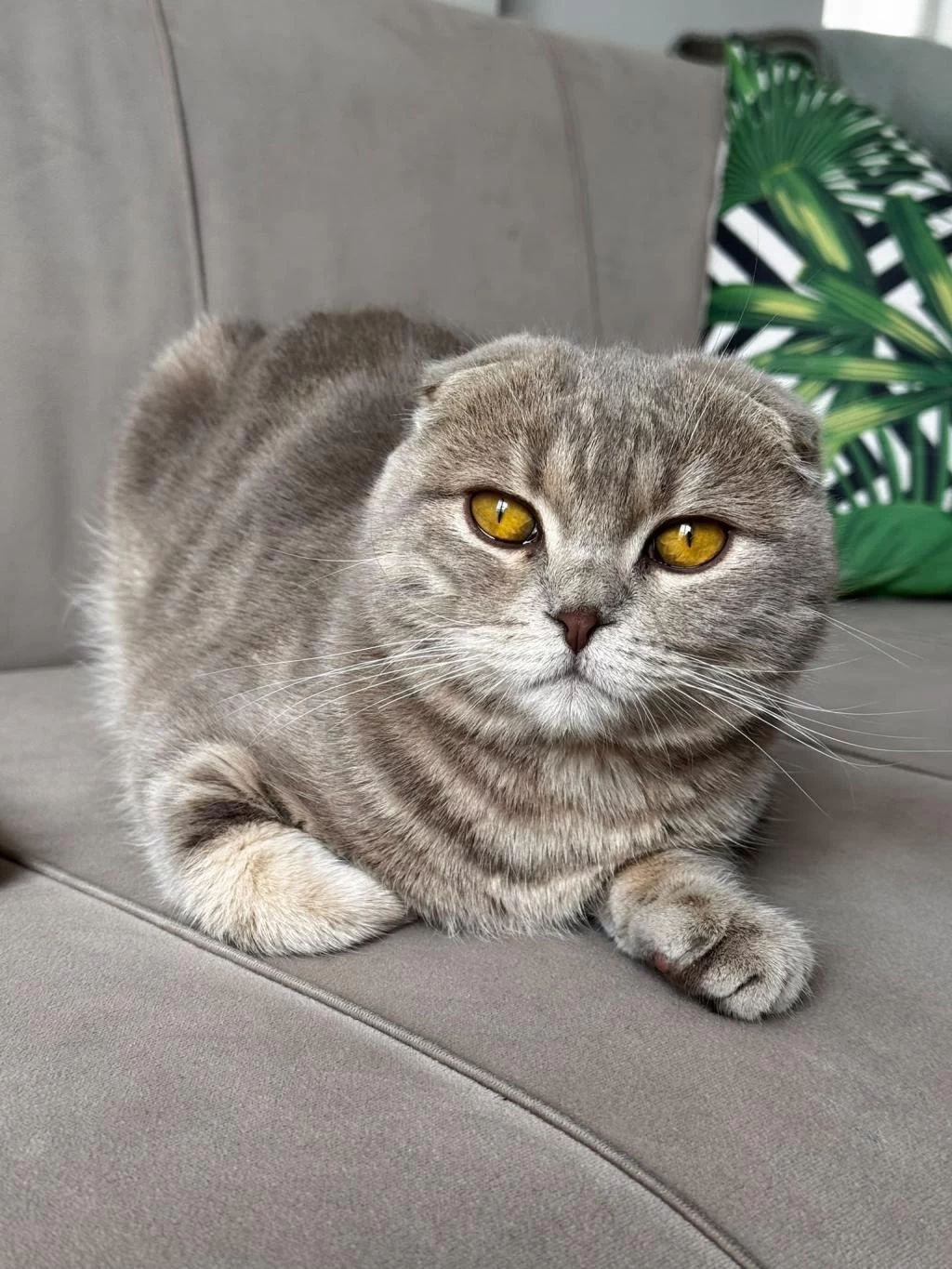 10 Aylik Scottish Fold Erkek