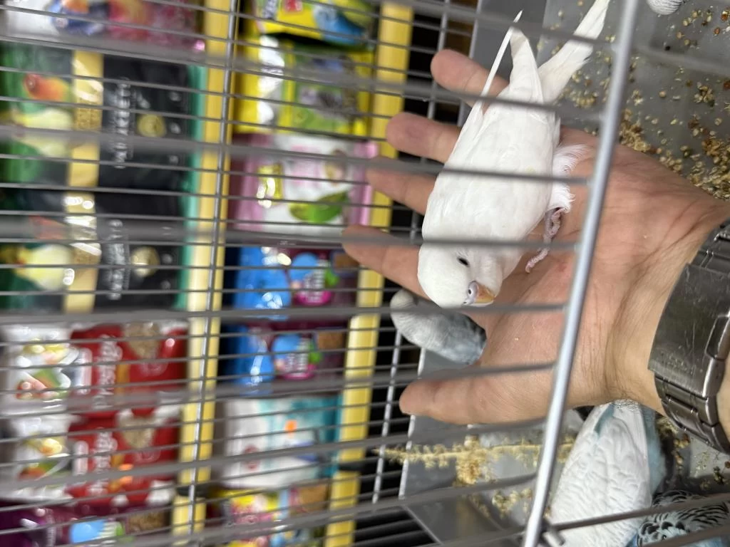Yeni Yeme Düşmüş Bebekler Ele Gelir