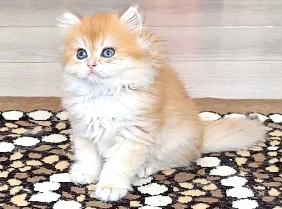 Sağlıklı British Golden