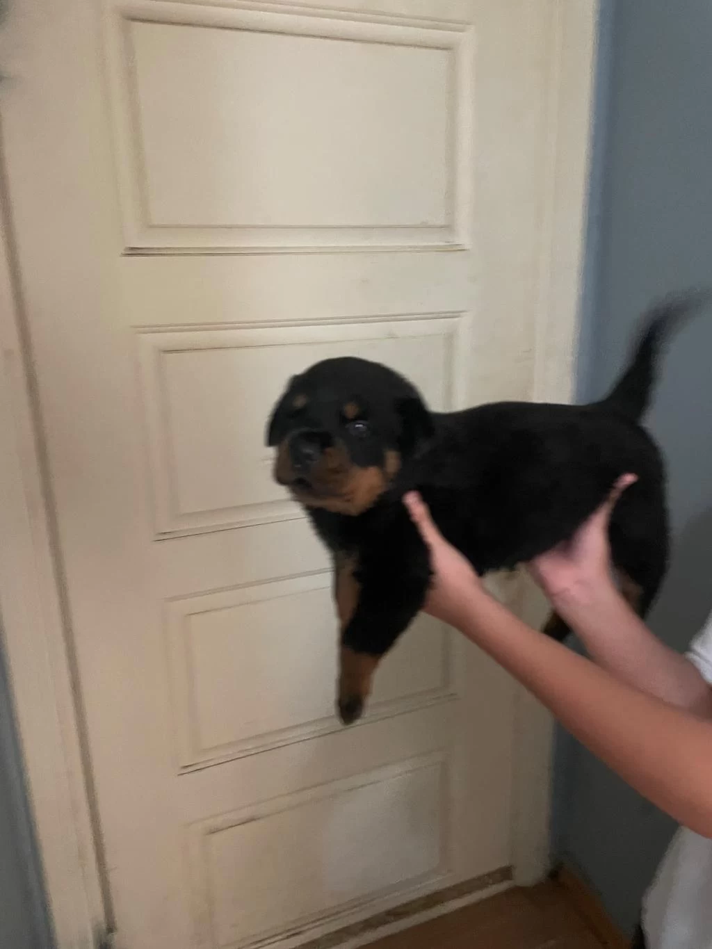 Son 2 Erkek Yavru Rottweiler İrtibata Gecebilirsiniz