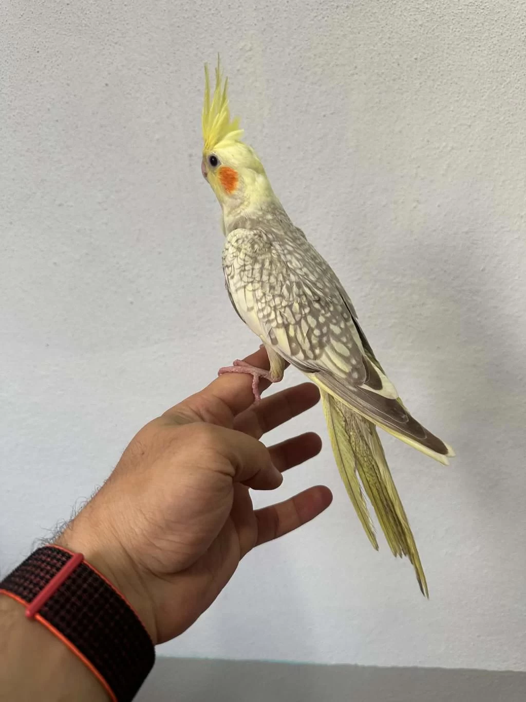 Yavru Sultan Papağanı