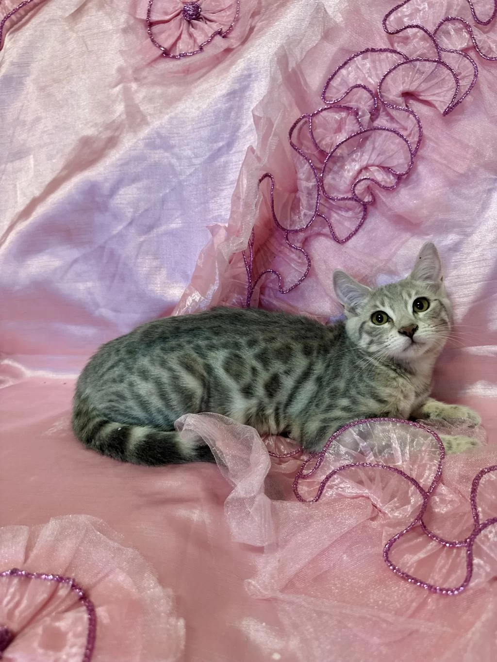 Silver Bengal Kedisi Yavrular