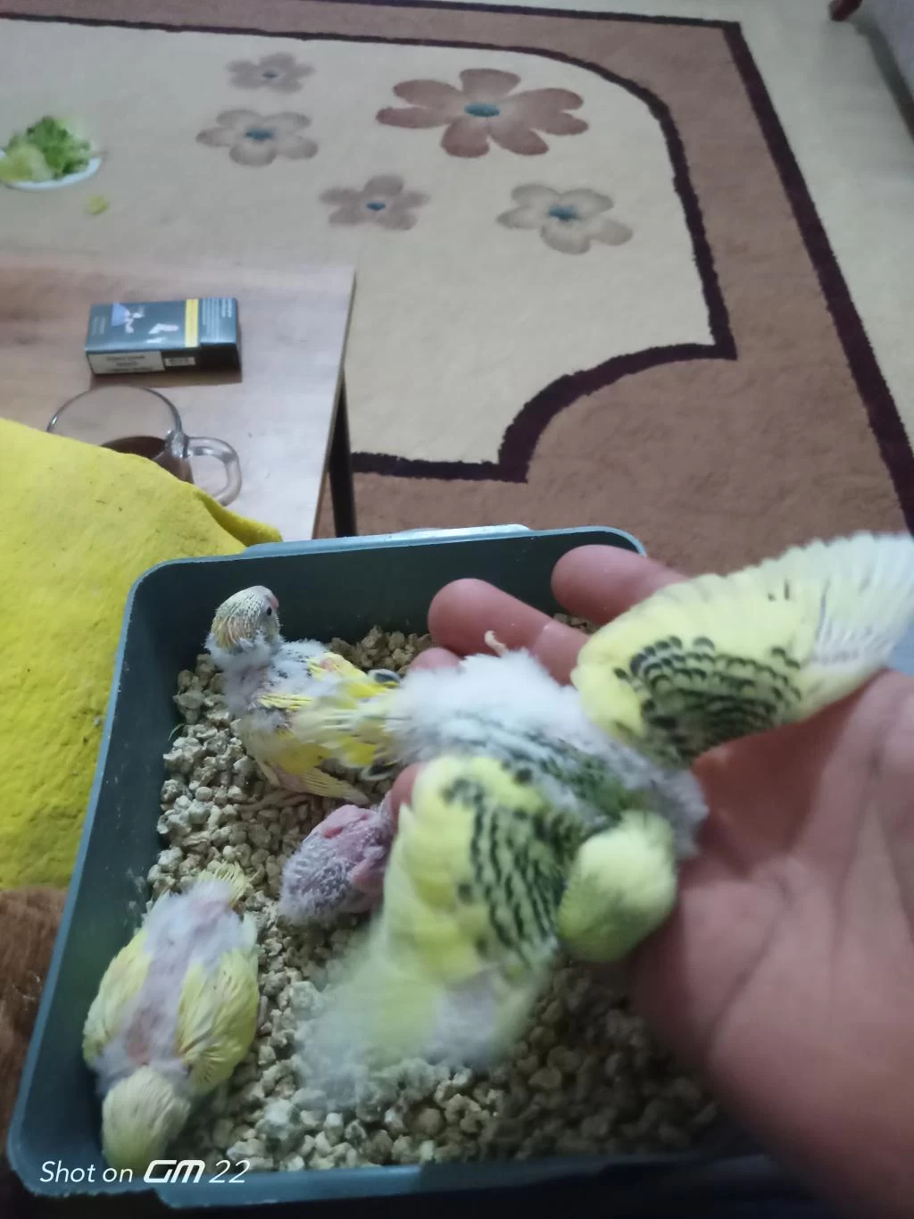 Son Muhabbet Kuşu Yavrular