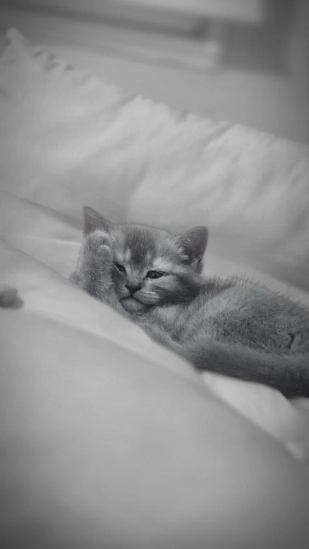 British Shorthair Güzel Kızımız