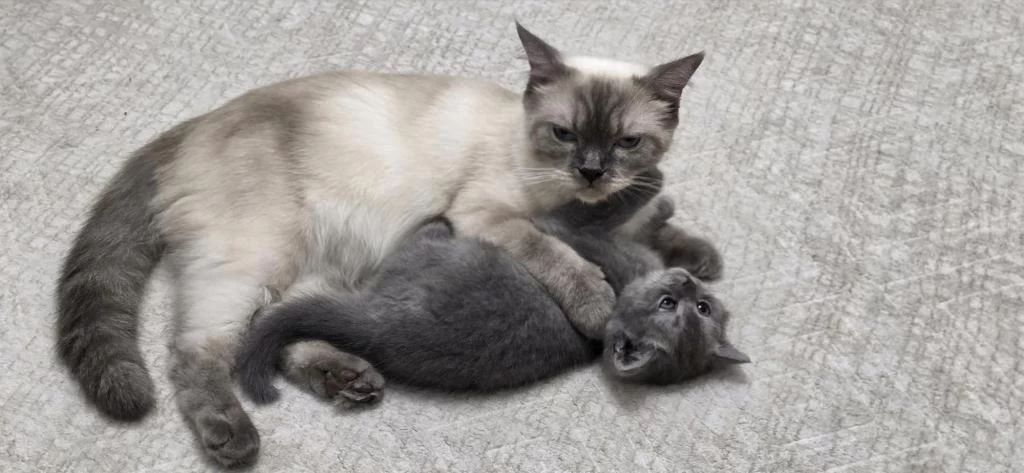 British Shorthair Güzel Kızımız