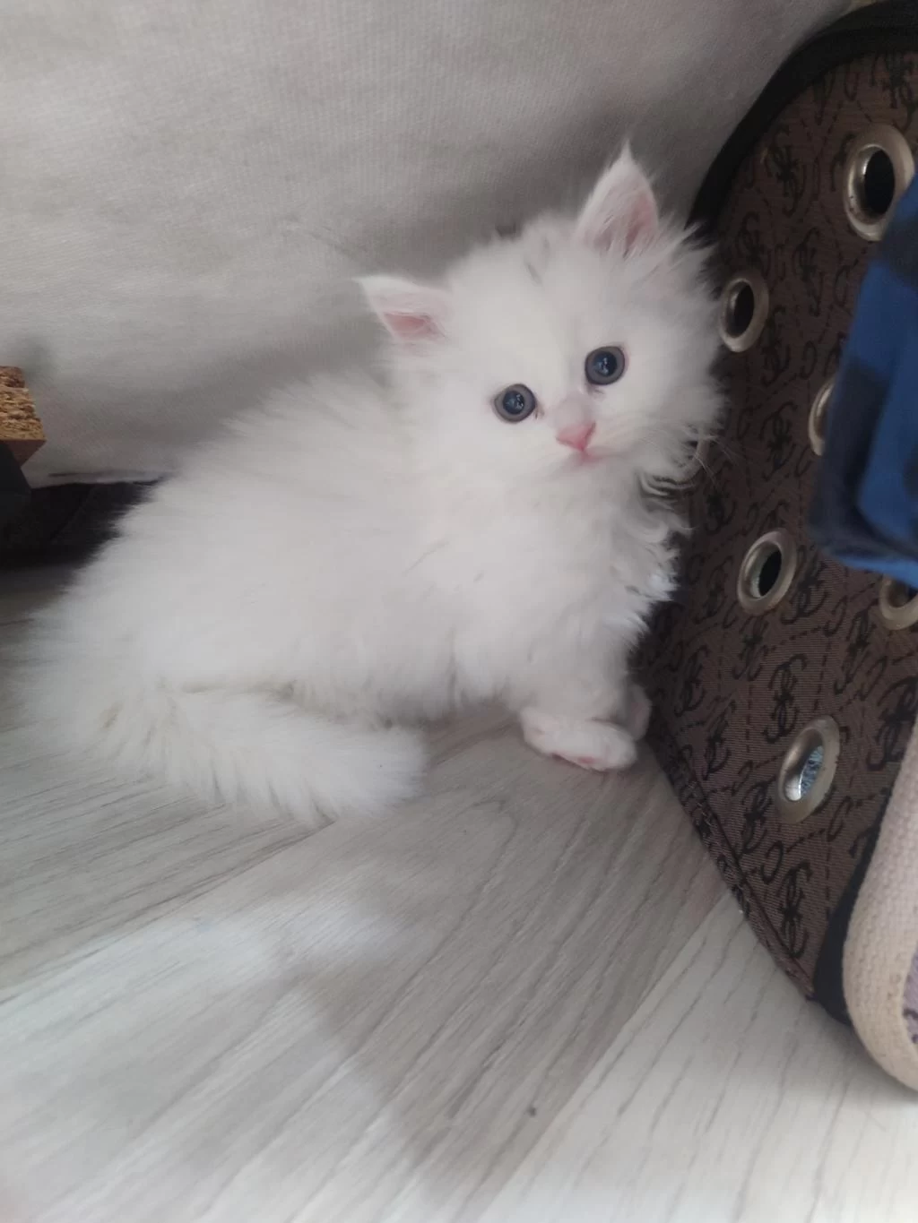1.5 Aylık 5 Tane Yavru Kedilerimiz