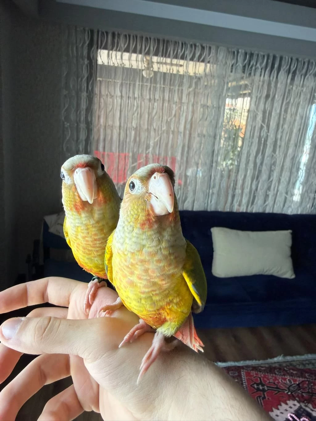 Full Evcil Konur Papağani 81 İle Gönderim Var