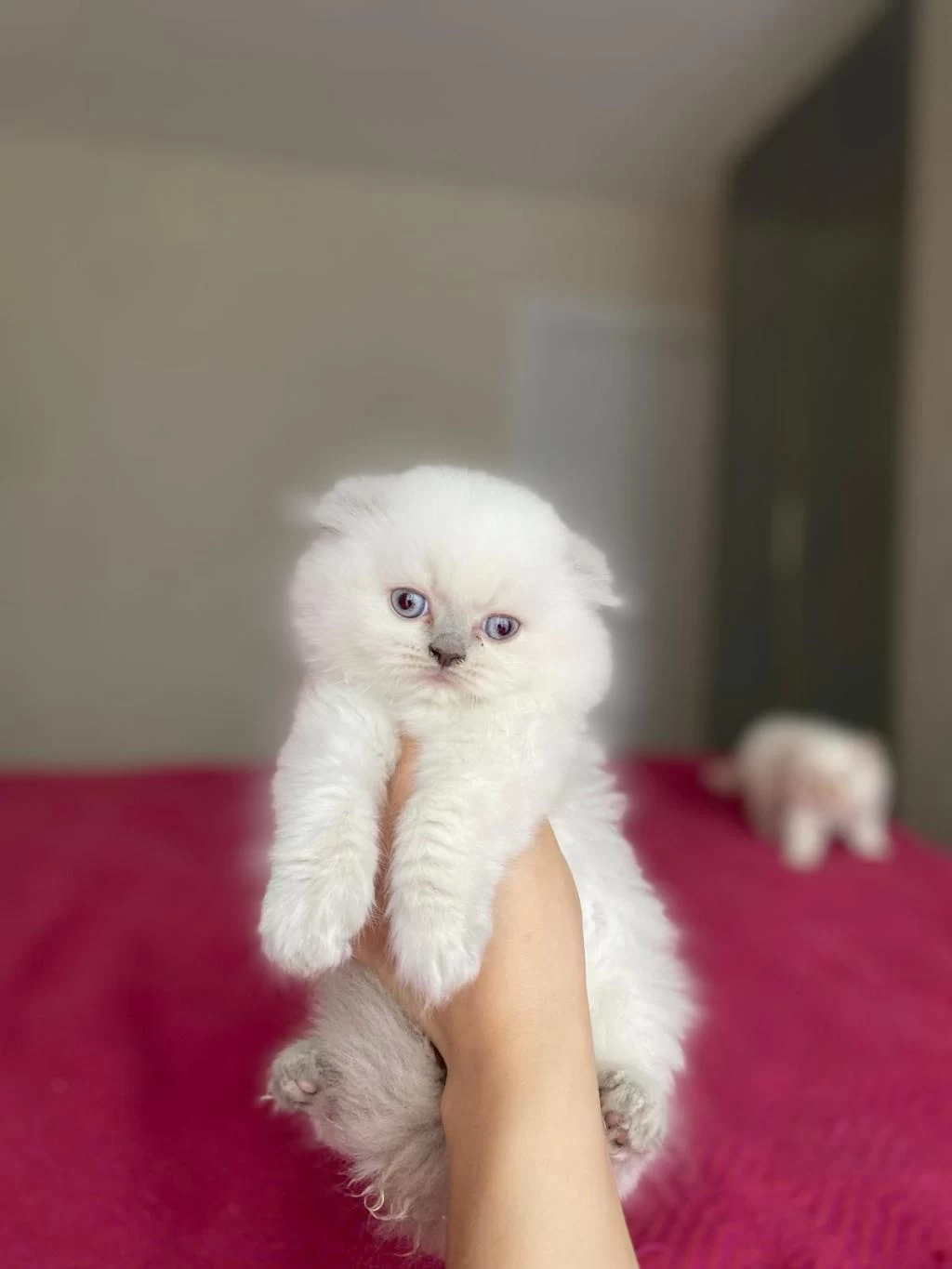 Scottish Fold Longhair Yavrularim