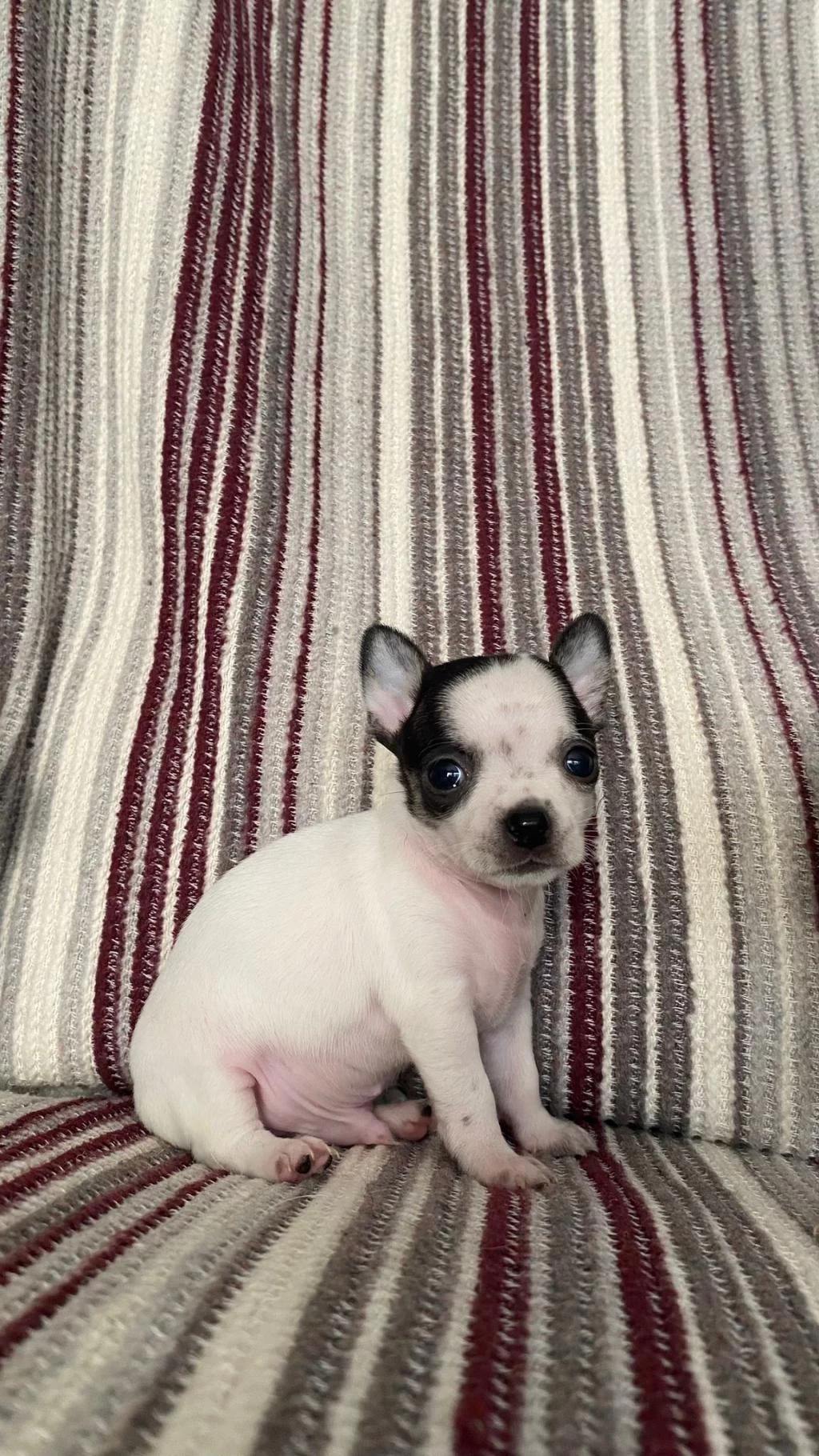Safkan Şivava Yavru Köpekler
