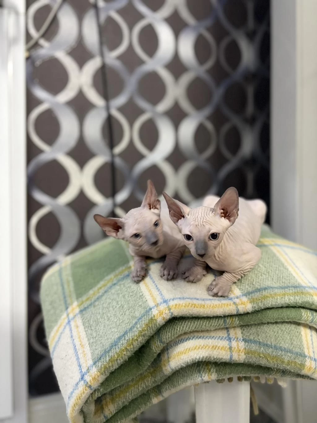 Yeni Doğmuş 1.5 Aylık Sphynx
