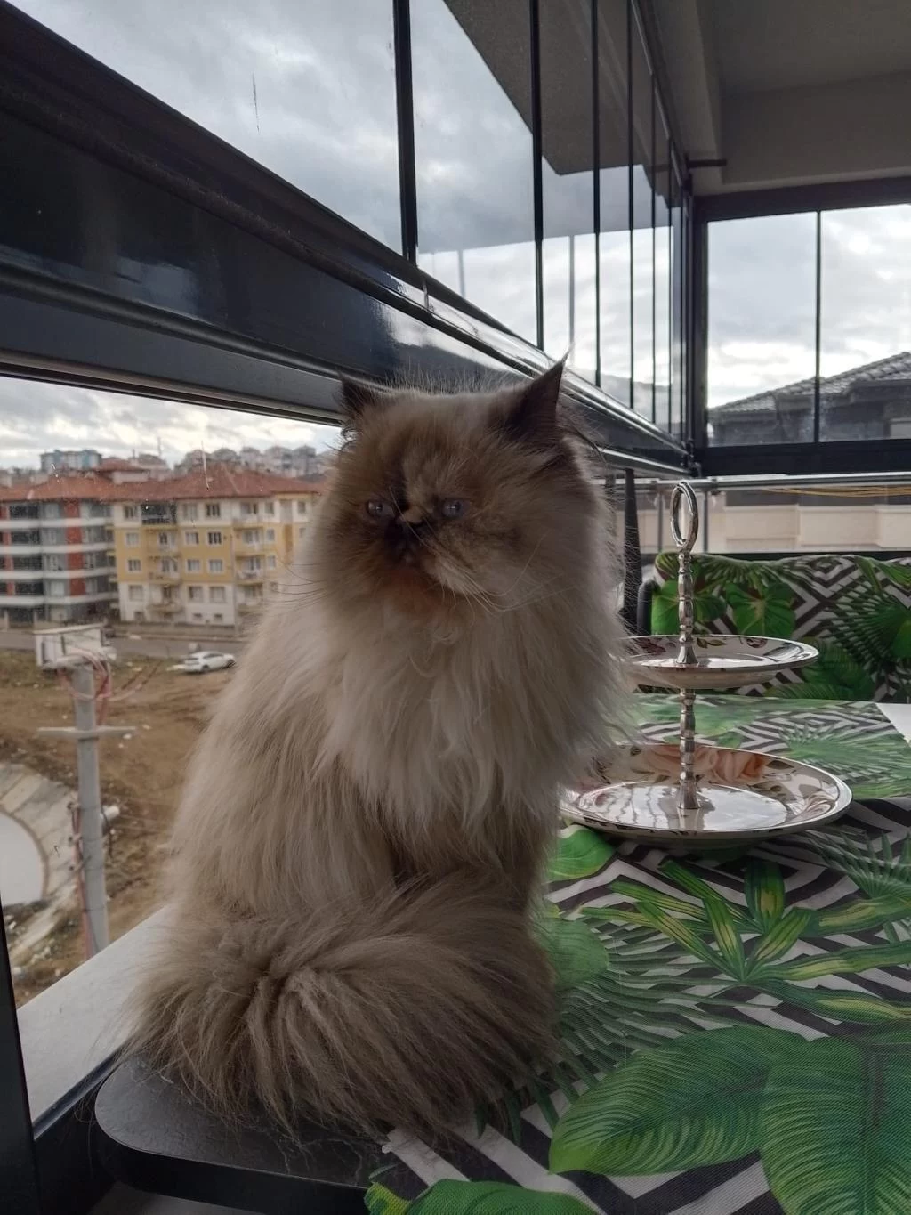 Prenses Mia Himalayan Kedimiz