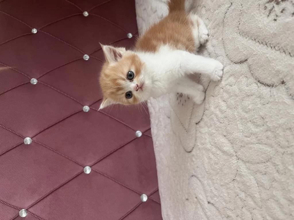 Ev Ortamında Doğdu Kedimiz