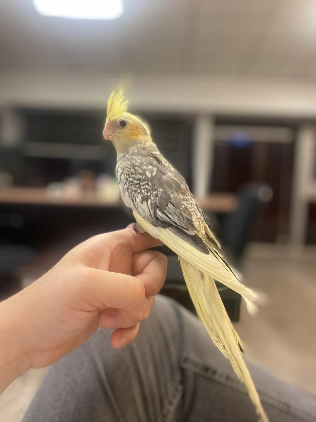4 Aylik Erkek Full Evcil Sultan Papağani