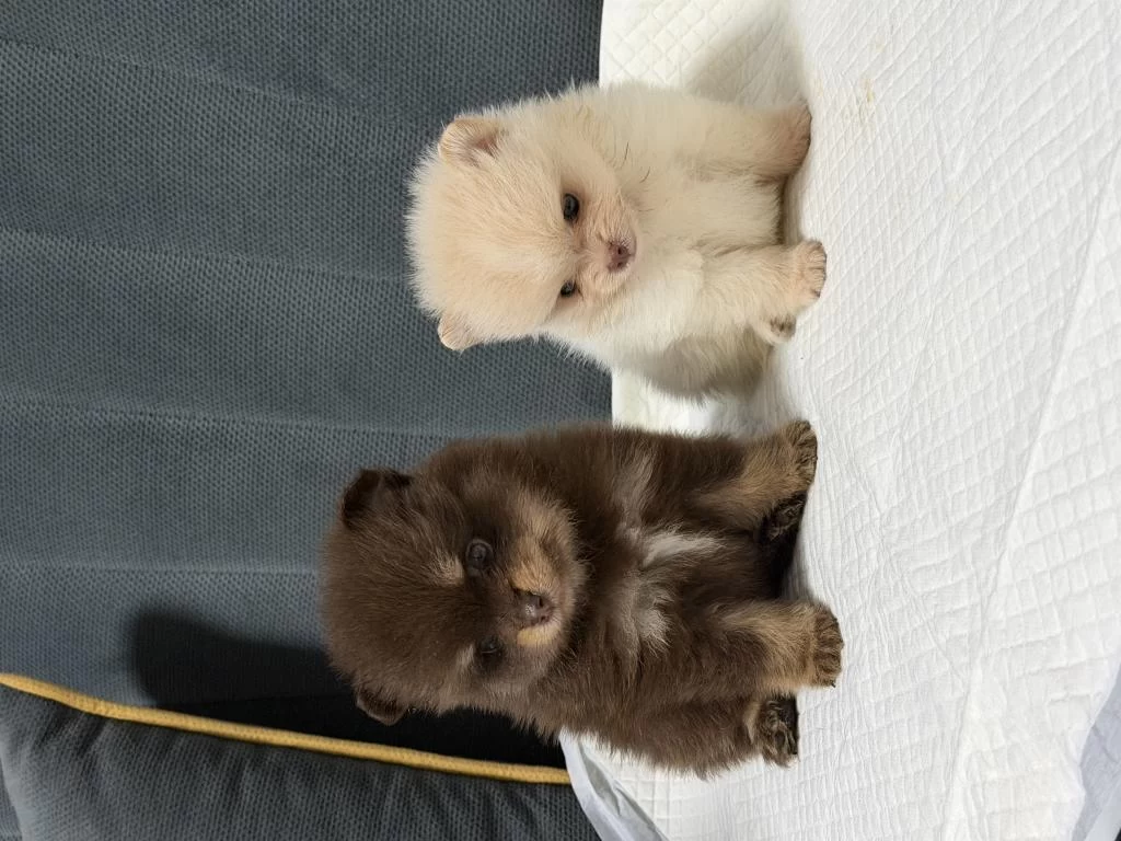 Kg Garantili Pomeranian Yavrular