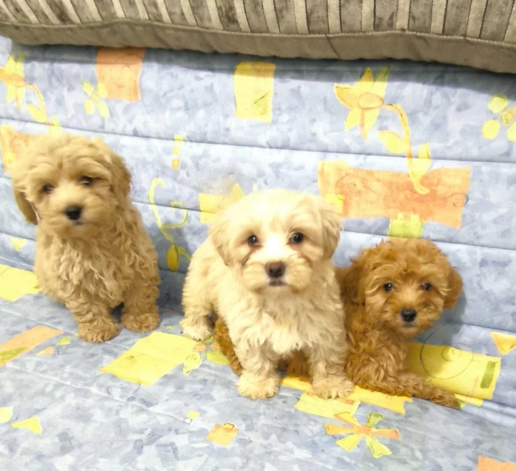 Sağlıklı Maltipoo Yavrular