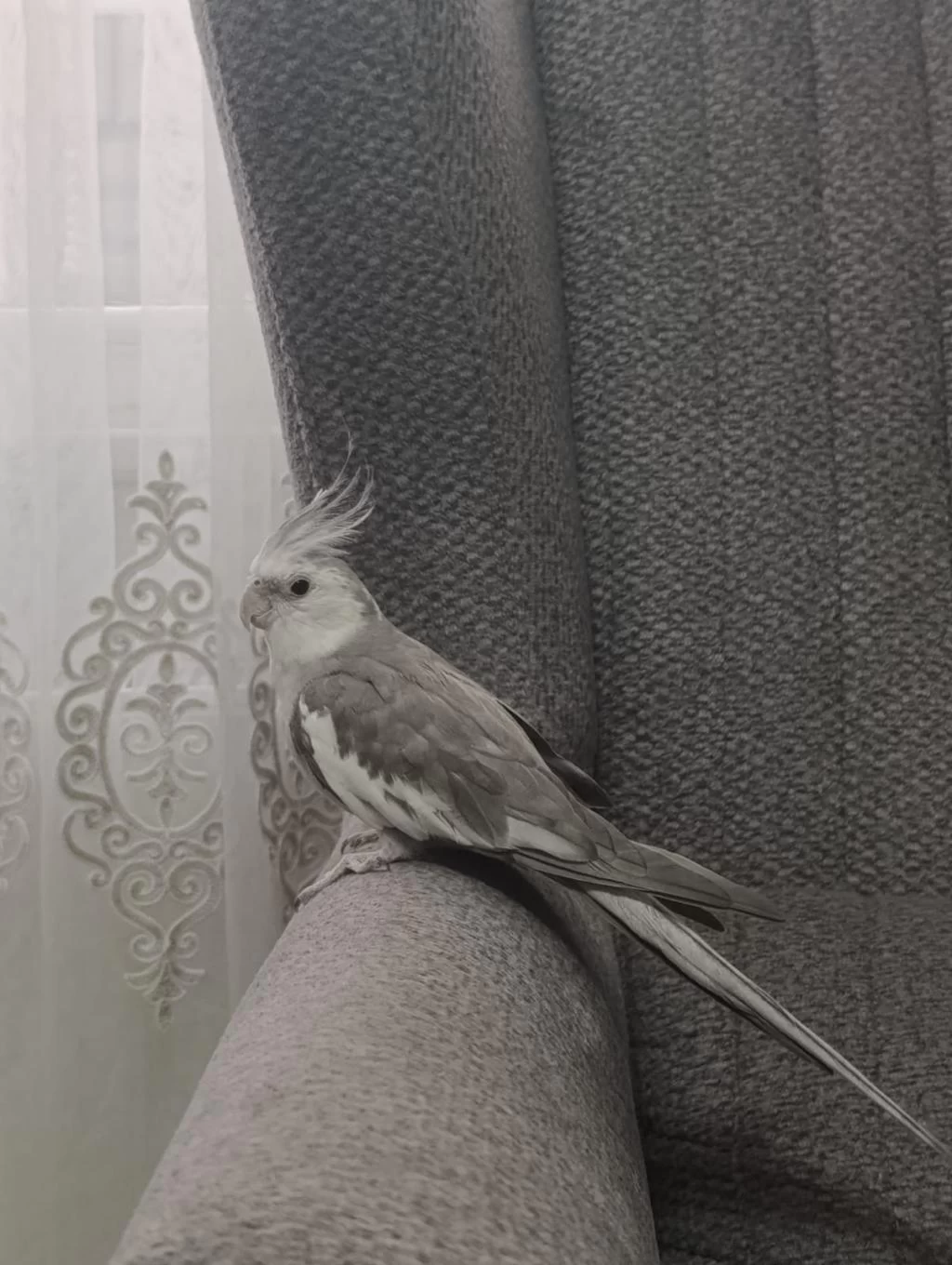 Ele Alışkın Sultan Papağanı