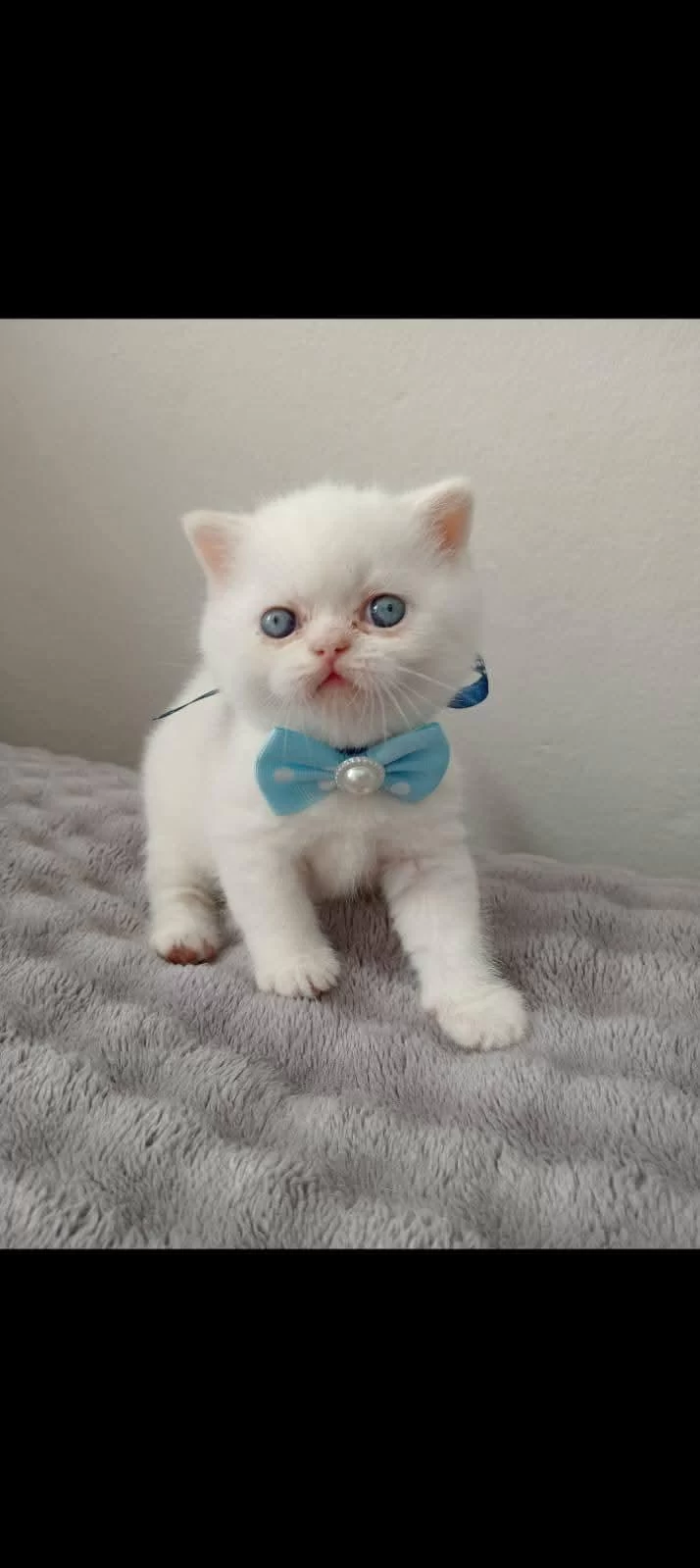 Mavi Gözlü Blue Point British Shorthair Yavrular
