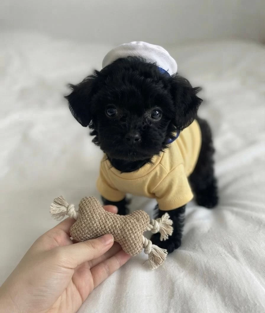 Ev Ortamından Siyah Toy Poodle Yavrular
